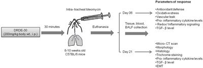 Amifostine Analog, DRDE-30, Attenuates Bleomycin-Induced Pulmonary Fibrosis in Mice